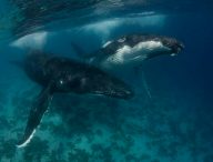 Les baleines ont un impact fort sur les écosystèmes marins. // Source : Scott Portelli / Flickr