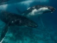 Les baleines ont un impact fort sur les écosystèmes marins. // Source : Scott Portelli / Flickr