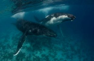 Les baleines ont un impact fort sur les écosystèmes marins. // Source : Scott Portelli / Flickr