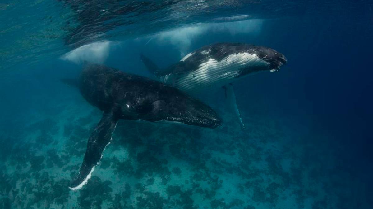 Les baleines ont un impact fort sur les écosystèmes marins. // Source : Scott Portelli / Flickr