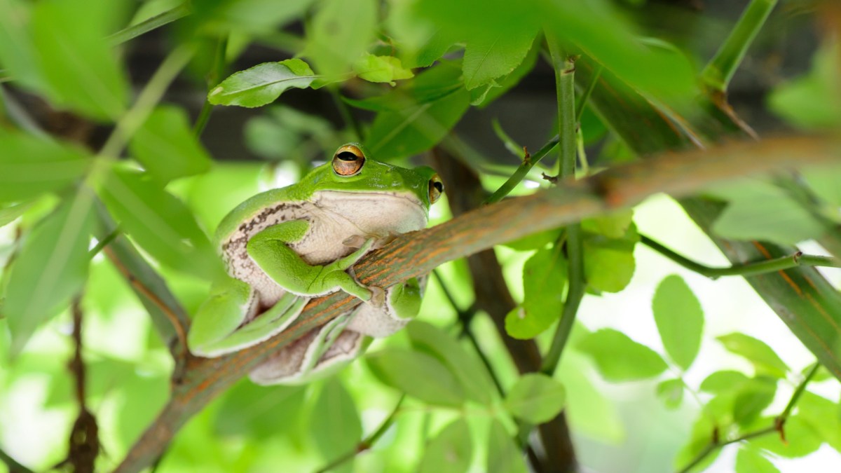 Une grenouille. // Source : Pixabay (photo recadrée)