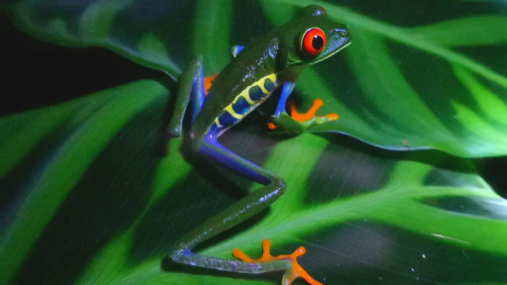 Une grenouille. // Source : Pexels/Lexo Salazar (photo recadrée)