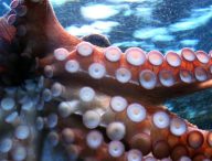 Les tentacules d'un poulpe. // Source : Pixabay