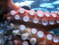 Les tentacules d'un poulpe. // Source : Pixabay