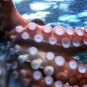 Tentacoli di polpo.  // Fonte: Pixabay