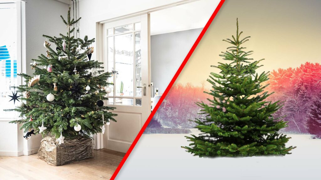 Sapin synthétique ou vrai sapin de Noël naturel : lequel est le plus