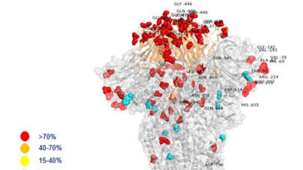 La protéine Spike du variant Omicron du covid. // Source : Hôpital Bambino Gesu