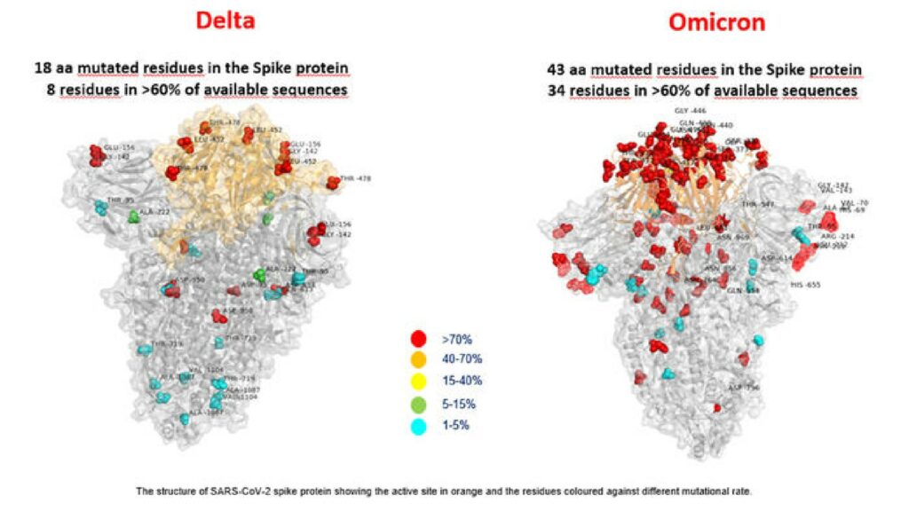 Cette modélisation montre l'ampleur des mutations, chez le variant Delta et le variant Omicron // Source : Hôpital Bambino Gesu