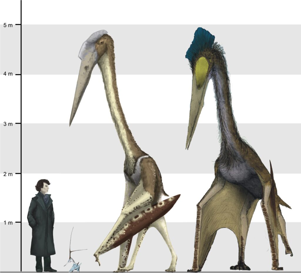Comparaison d'échelle entre un humain et trois espèces de ptérosaures : Arambourgiania, Nyctosaurus, et enfin, le fameux Quetzalcoatlus. // Source : Mark Witton & al. (2008) / Creative Commons 3.0