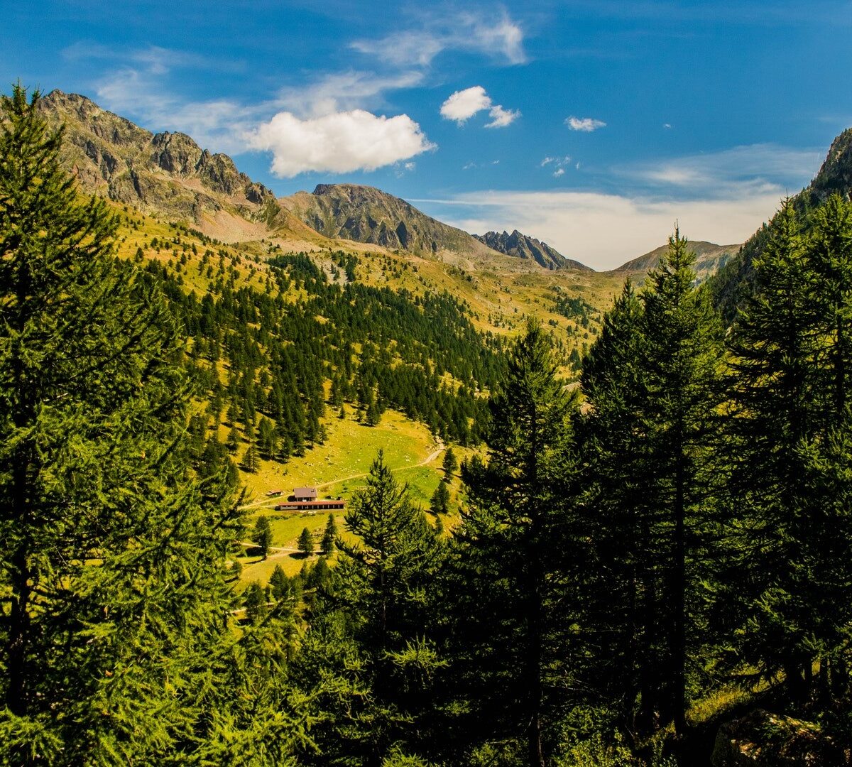 Des arbres // Source : Pexels