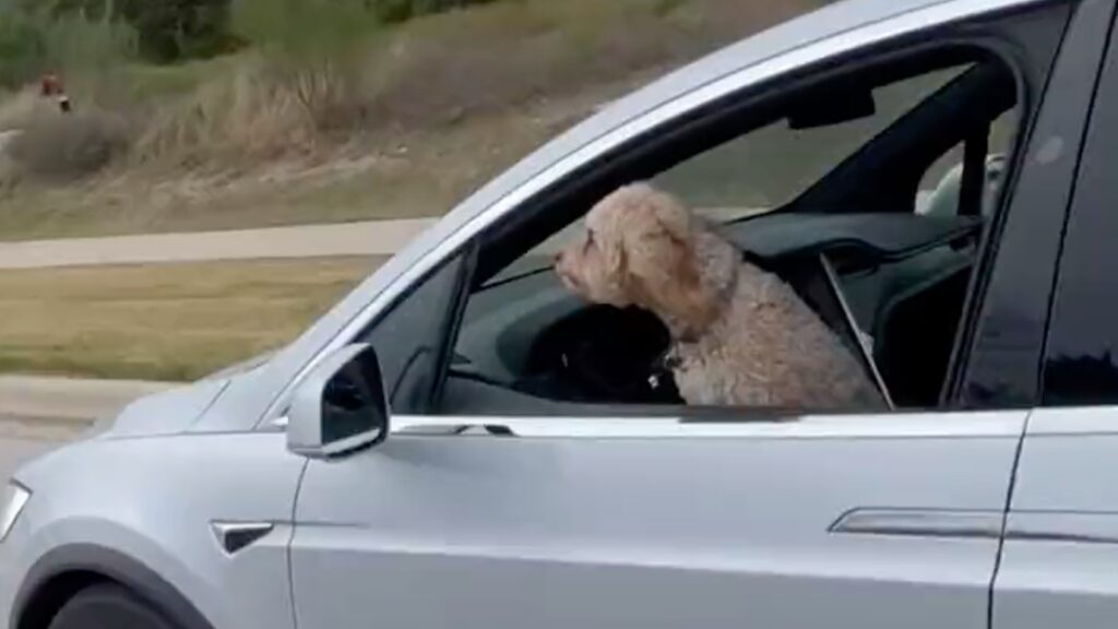 Un chien qui conduit une Tesla : les détournements de l’Autopilot sont toujours plus stupides et dangereux