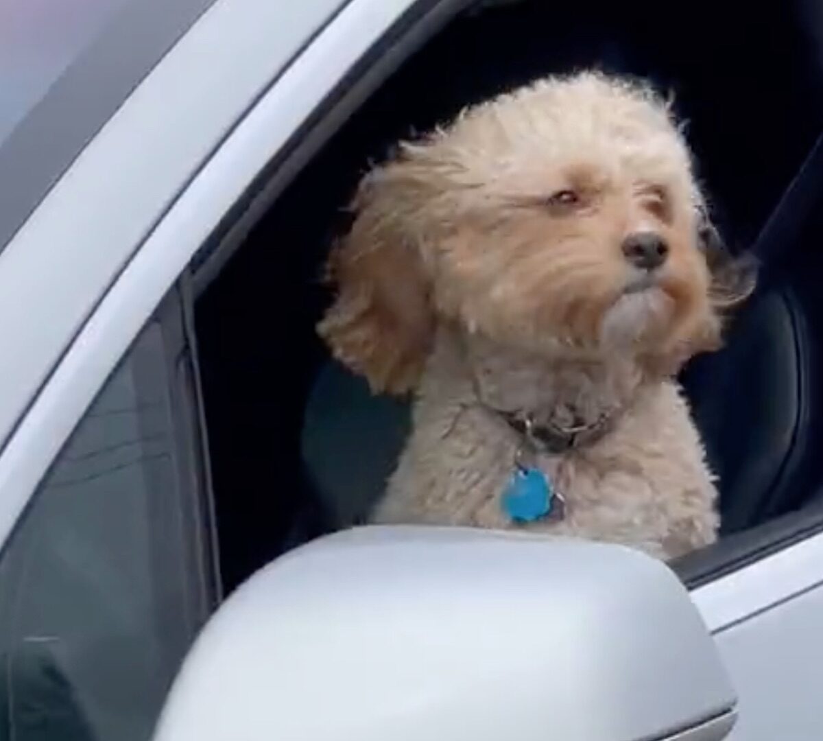 Chien dans une Tesla qui roule seule // Source : Electrek