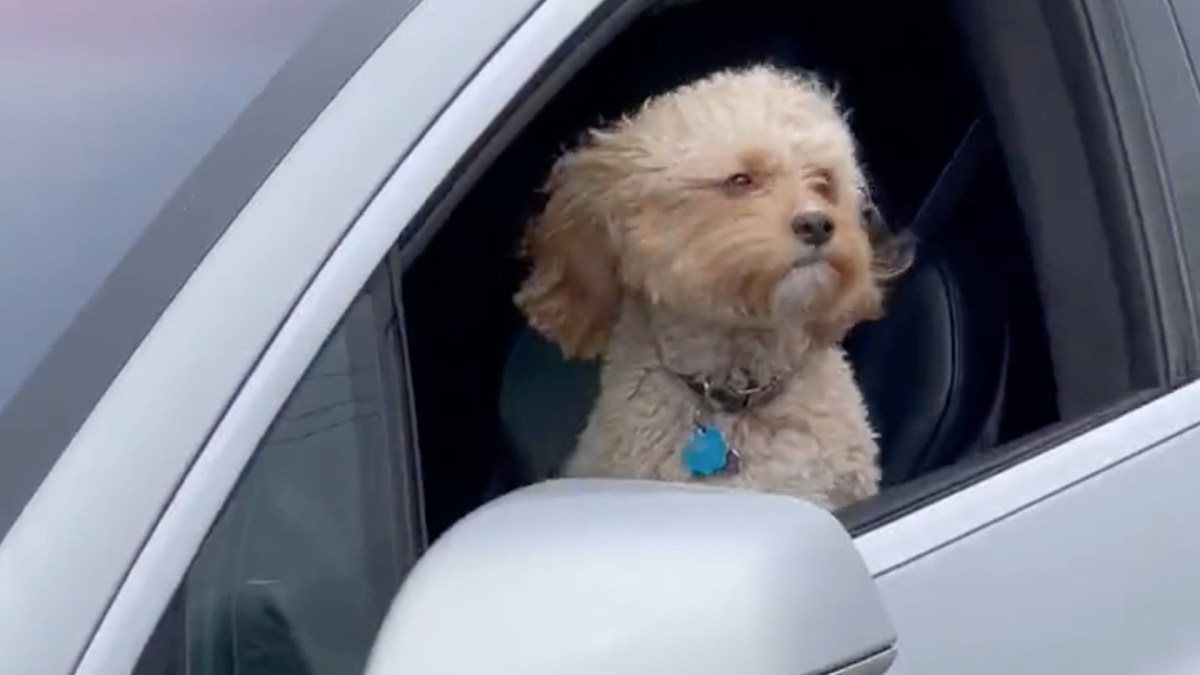 Chien dans une Tesla qui roule seule // Source : Electrek