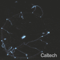 En attrapant une proie, la partie de la méduse liée à la tentacule se replie. // Source : Cell, 2021, B. Weissbourd En attrapant une proie, la partie de la méduse liée à la tentacule se replie. // Source : Cell, 2021, B. Weissbourd
