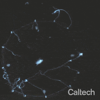 En attrapant une proie, la partie de la méduse liée à la tentacule se replie.  // Source : Cell, 2021, B. Weissbourd