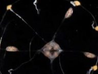 Image d'une méduse. // Source : Cell, 2021