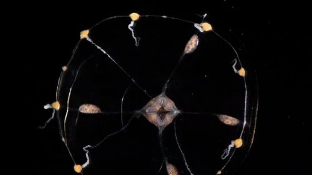 Image d'une méduse. // Source : Cell, 2021