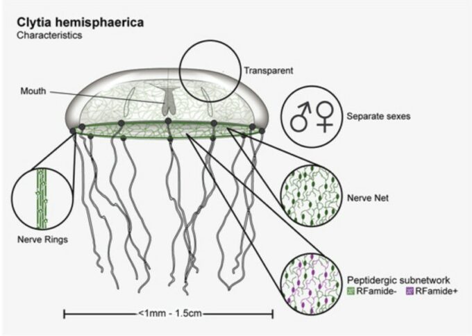 Schéma représentant Clytia hemisphaerica et l'emplacement du réseau de neurones. // Source : Cell, 2021 Schéma représentant Clytia hemisphaerica et l'emplacement du réseau de neurones. // Source : Cell, 2021