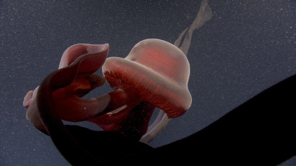 Ces images rares montrent le ballet majestueux d’une « méduse fantôme »