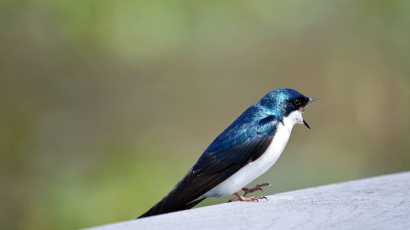 Comment calculer une distance à vol d’oiseau sur Google Maps ?