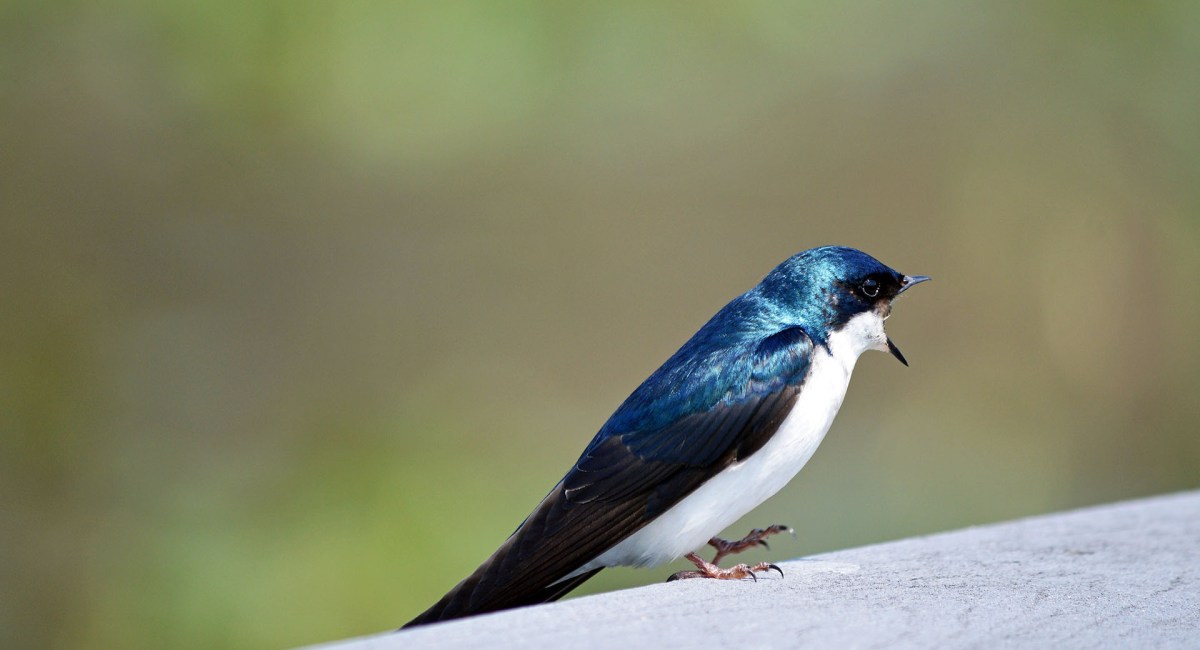 oiseau animal