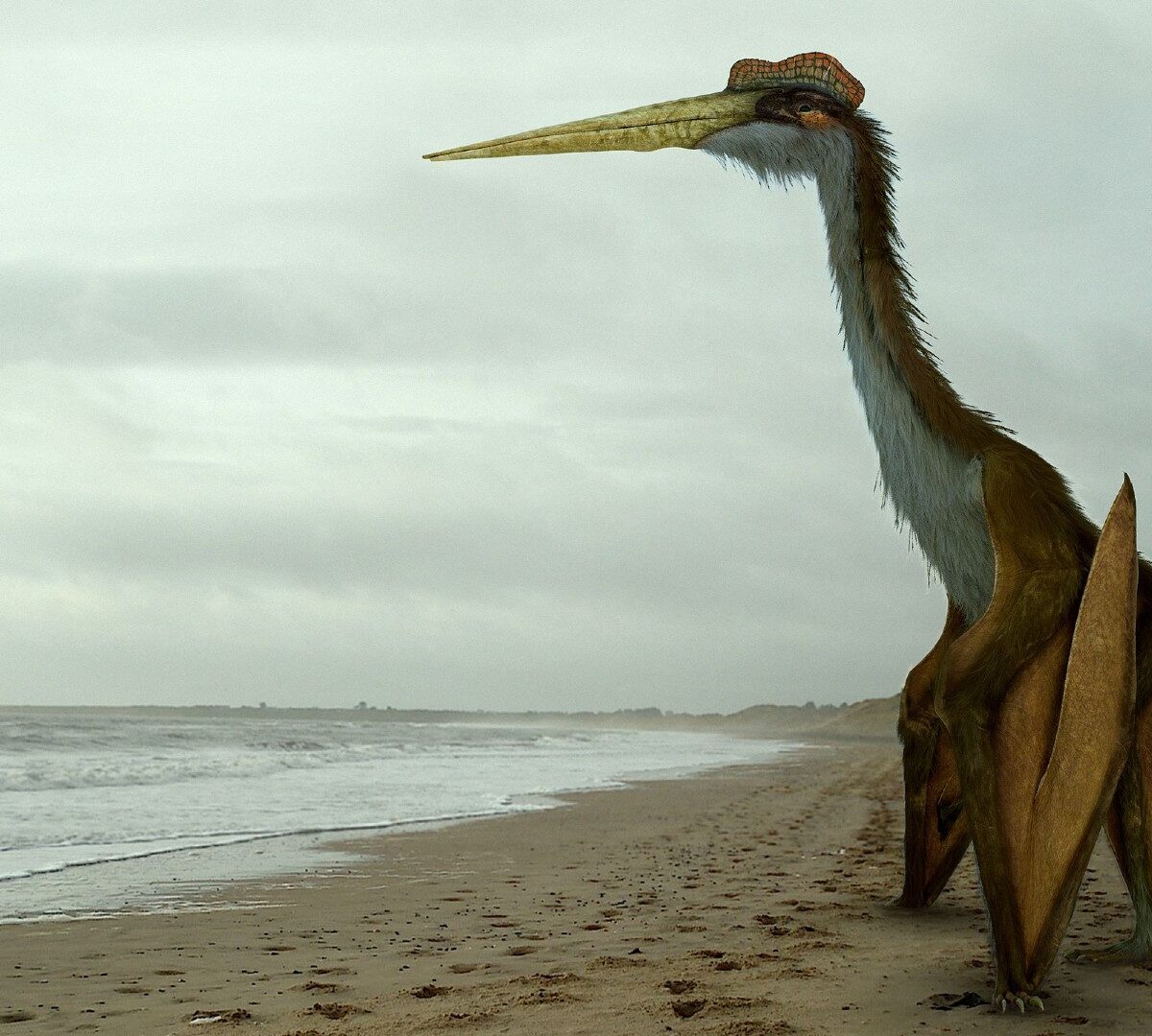 Quetzalcoatlus  // Source : Johnson Mortimer / Creative Commons 3.0