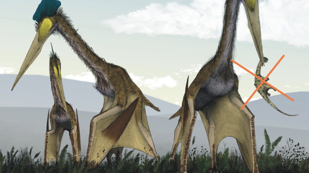 The biggest pterosaur ever was flying and walking weird