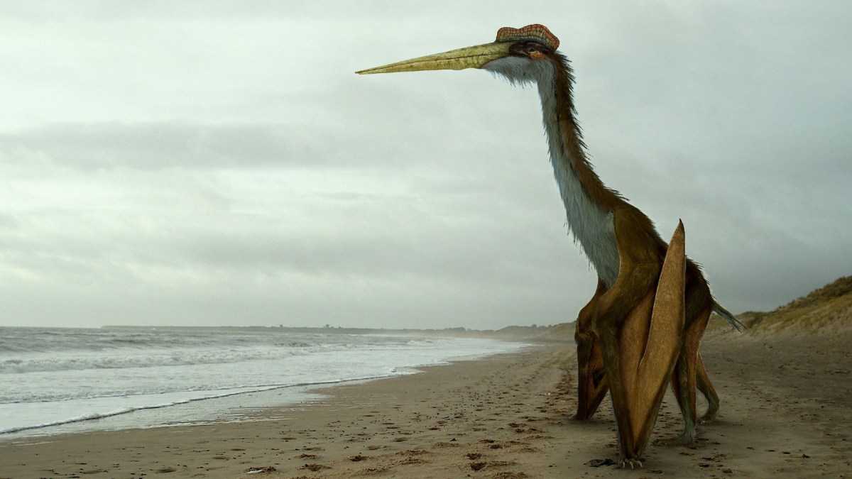 Quetzalcoatlus  // Source : Johnson Mortimer / Creative Commons 3.0