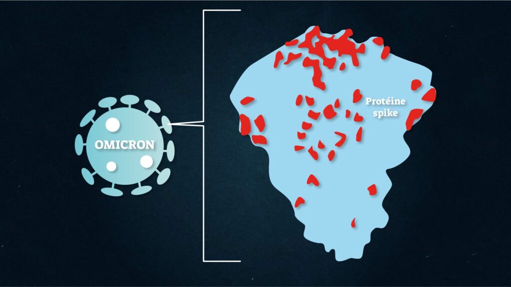 Les mutations du variant Omicron sont concentrées dans une région spécifique de la protéine qui s'accroche à nos cellules. // Source : Infographie de Nino Barbey pour Numerama