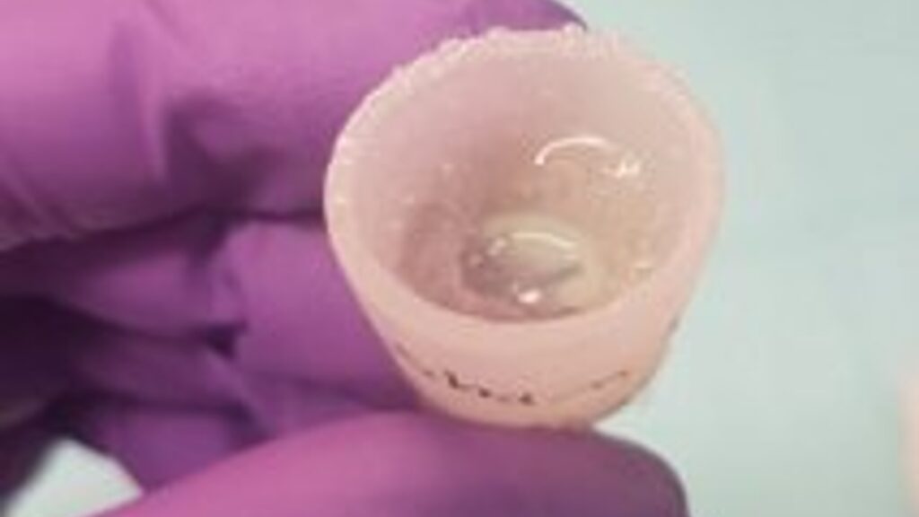 Voici à quoi ressemble le BioDome, une sorte de bouchon, en silicone. // Source : Nirosha Murugan / Université Tufts