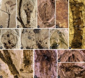 Fossile d'un potentiel angiosperme daté d'il y a 174 millions d'années. // Source : Geological Society Publications / Da-Fang Cui & al. Fossile d'un potentiel angiosperme daté d'il y a 174 millions d'années. // Source : Geological Society Publications / Da-Fang Cui & al.