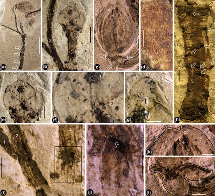 Fossile d'un potentiel angiosperme daté d'il y a 174 millions d'années. // Source : Geological Society Publications / Da-Fang Cui & al.