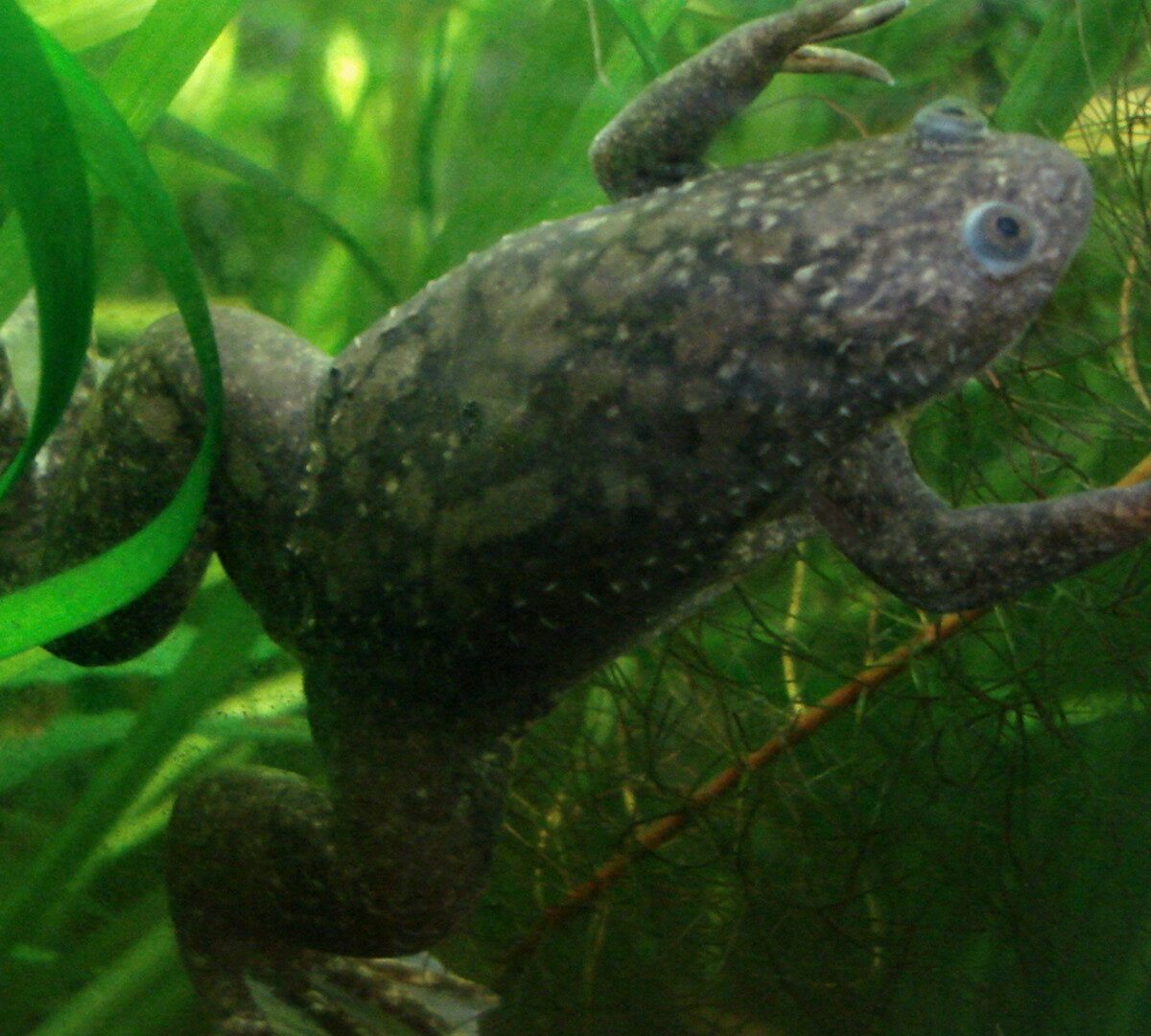 African clawed frog // Source : Pouzin Olivier // Creative Commons