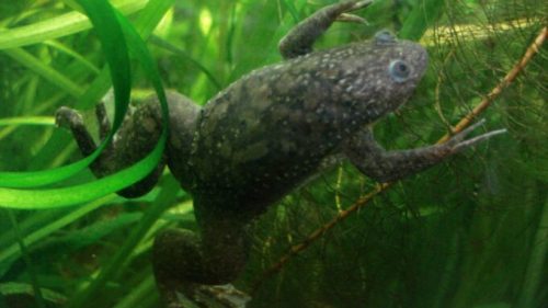 African clawed frog // Source : Pouzin Olivier // Creative Commons