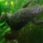 African clawed frog // Source : Pouzin Olivier // Creative Commons