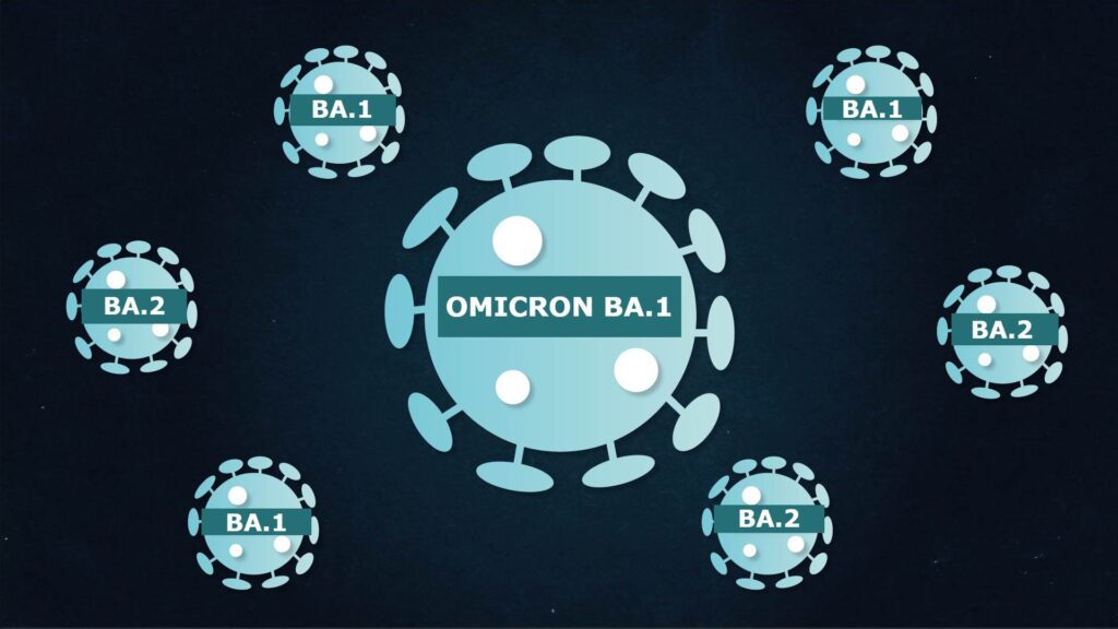 Les lignées BA.1 et BA.2 du variant Omicron cohabitent. // Source : Numerama