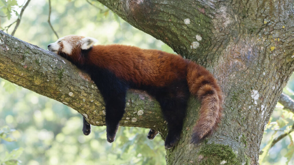 panda roux firefox