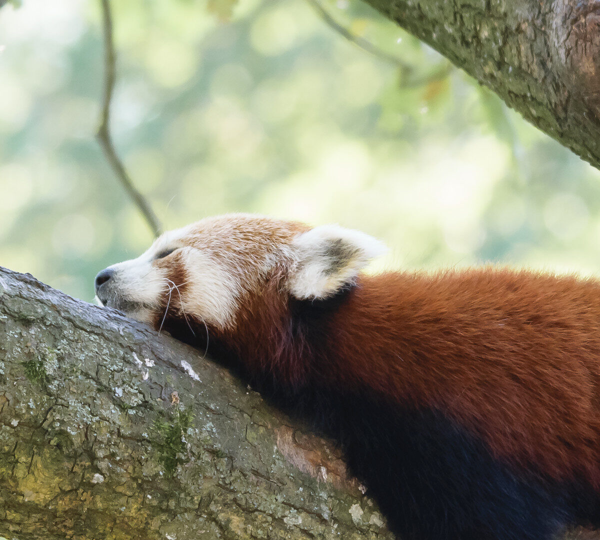 Un panda roux. // Source : Magnus Johansson via Flickr (photo recadrée)