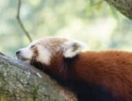 Un panda roux. // Source : Magnus Johansson via Flickr (photo recadrée)