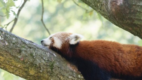 Un panda roux. // Source : Magnus Johansson via Flickr (photo recadrée)