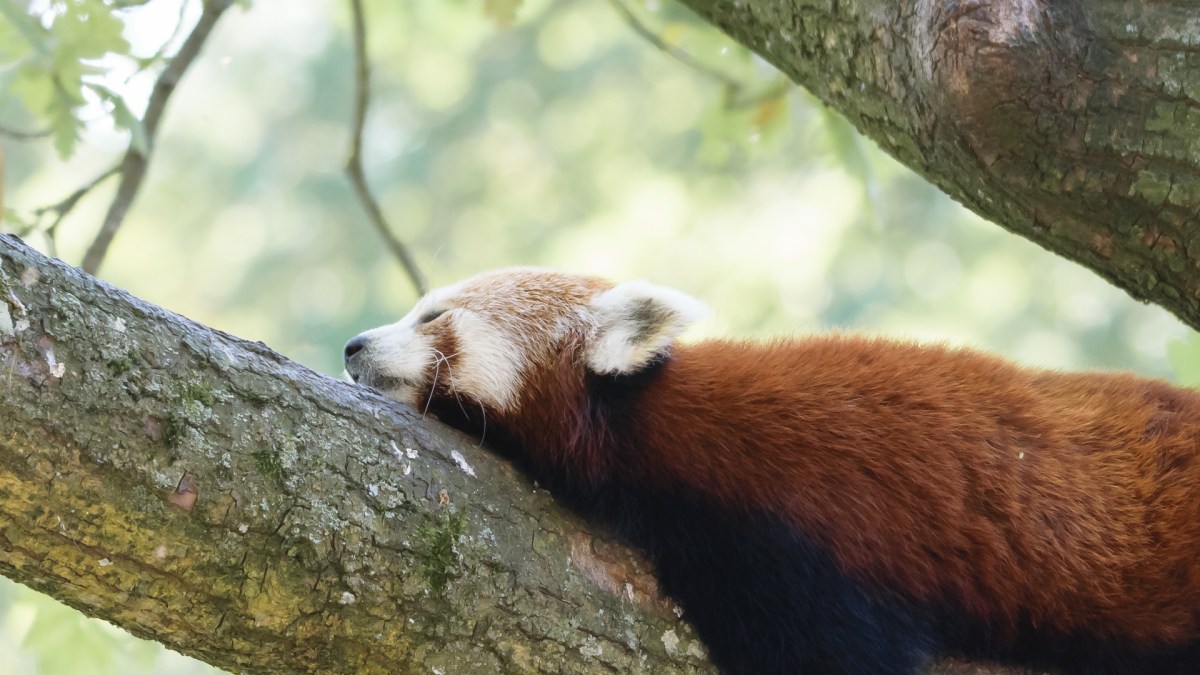 Un panda roux. // Source : Magnus Johansson via Flickr (photo recadrée)