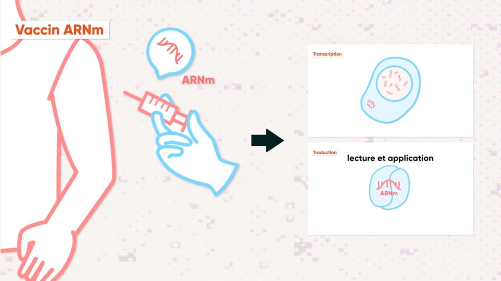 Le vaccin ARNm livre une « recette » aux cellules. // Source : Numerama