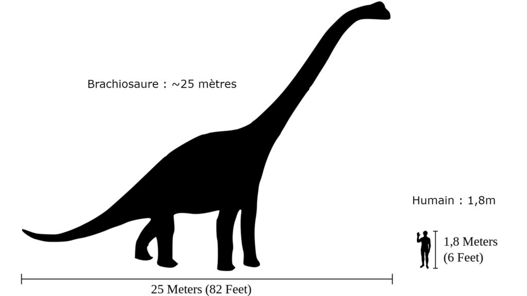 Comparaison taille brachiosaure / humain. // Source : wikimédias + traduction