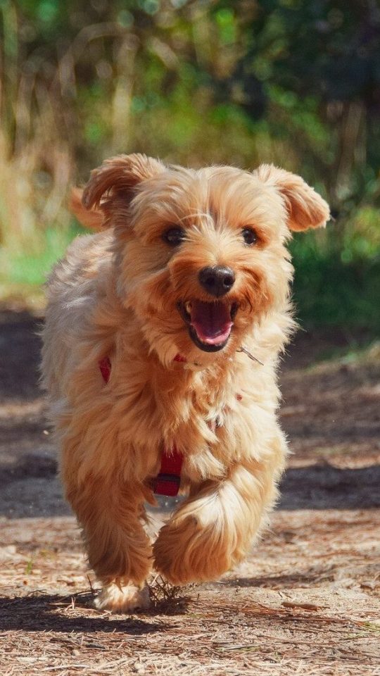 Un chien ! // Source : Pixabay