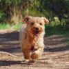 Un chien ! // Source : Pixabay