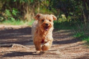Un chien ! // Source : Pixabay