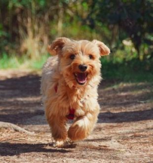 Un chien ! // Source : Pixabay