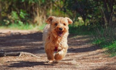 Un chien ! // Source : Pixabay