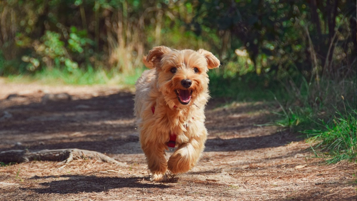 Un chien ! // Source : Pixabay