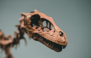 Squelette de dinosaure. // Source : Pexels/Jonathan Cooper (photo recadrée)